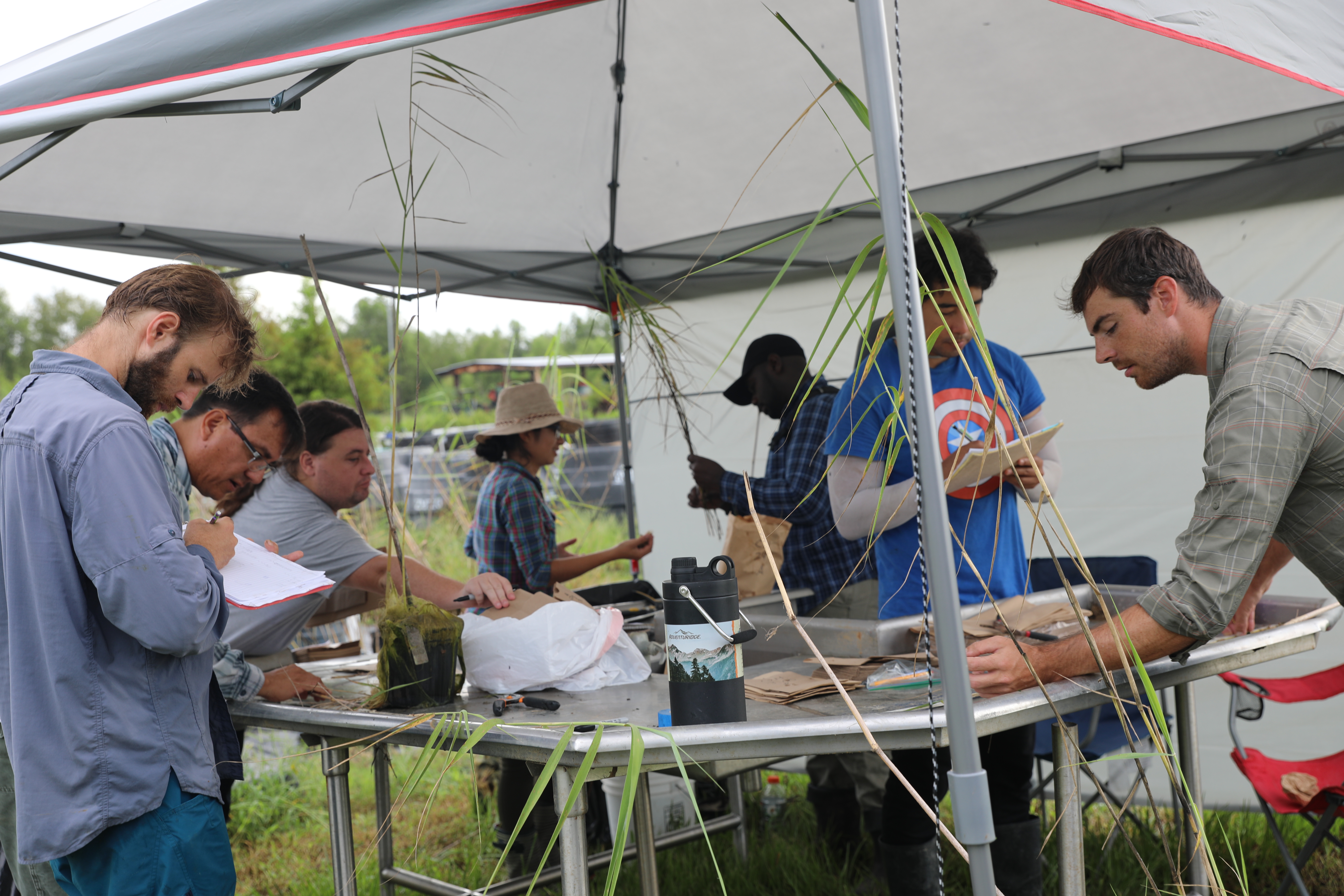 Roseau cane die-off means all hands on deck for cross-disciplinary study 